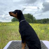 Щенки добермана, в Кемерове