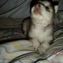 Продам щенков хаски, в г.Харьков