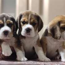 Замечательные малыши бигля, в Бахчисарае