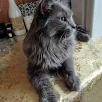 Роскошный Мартин, котик породы нибелунг в добрые руки, в Москве