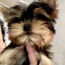 Йоркширский терьер. Мини, в г.Берлин