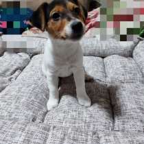 Щенок Джек Рассел, в Кирово-Чепецке