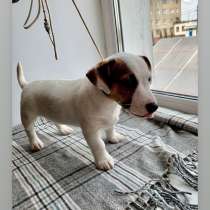 Джек Рассел терьер, в г.Полоцк