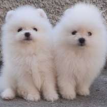 Померанский шпиц, в г.Дрезден