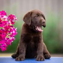 Лабрадор - ретривер. Chocolate, в г.Берлин
