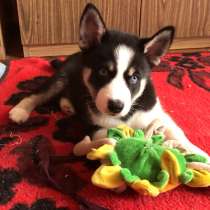 Продам Хаски Сибирский, в Еманжелинске