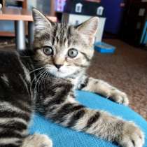 Британские мраморные котята, в Санкт-Петербурге