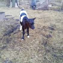 Продам тёлочку, в г.Белокуракино