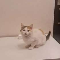 Кошечка даром, в Дмитрове