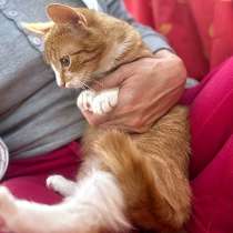 Роскошные домашние котята-девочки в добрые руки, в Москве