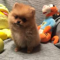 Щенки шпица, в Москве