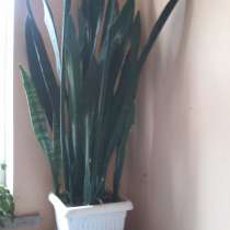 ПРОдам растения, в Валуйках