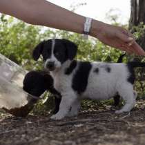 Малюсенькие щеночки с короткими лапками, в Москве