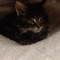 10Wochen alte reinrassige Maine Coon Kitten - 6x Kitten, в г.Berlin