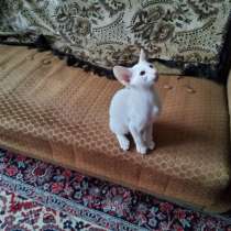 Ориентальные котята, в г.Рига