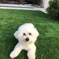 Вязка - Бишон Фризе, в г.Иерусалим