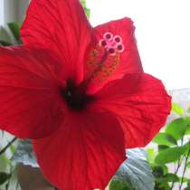 Продажа комнатных цветов и лисьтев фиалок, в Ярославле