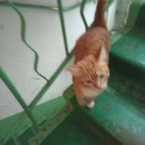 Отдам котика в добрые руки, в Ревде