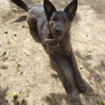 Дон ищет лучший дом!, в Балашихе