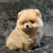 Померанский шпиц. Мини, в г.Мюнхен