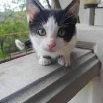 Подарю котят, в г.Кишинёв