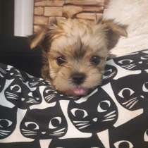 Мальтипу, в г.Нью-Рошель