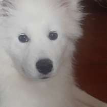 Samoyed, в г.Кишинёв