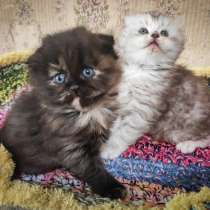 Продаю котят, в г.Бишкек