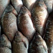 Карась свежий, в Тюмени