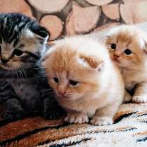 Kocięta szkockie / Шотландские вислоухие котята, в г.Варшава