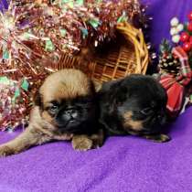 Девочки пти-брабансоны, в Москве