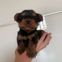 Йоркширский терьер мини, в Красноярске