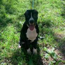 Черная сука Амстаффа 7 мес ркф, в Москве