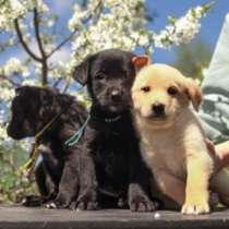 Очаровательные домашние щенки, мальчики и девочки в дар, в Москве