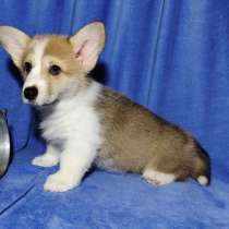 Вельш - корги пемброк, в г.Берлин