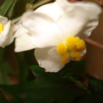 Бегония Дрега (Кленолистная бегония), в Москве