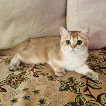 Шотландские котята, в Новосибирске