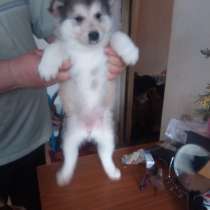 Щенки маламута возраст 1.5 месяца в добрые руки 3 в тульской, в Туле