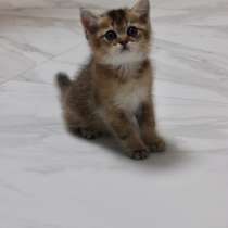 Котята золотая шиншилла, в Воронеже