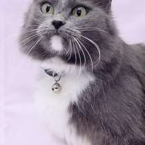 Очаровательная кошка Дымка в добрые руки, в Москве