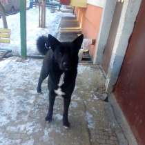 Пес ищет хозяина, в г.Гомель