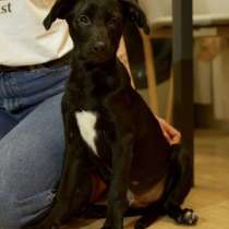 Щенок ищет свою семью, в Москве