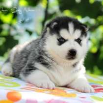 Щенков Сибирский Хаски, в Балахне