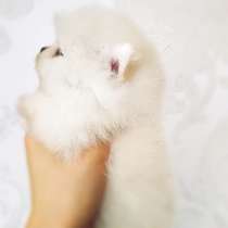 Шикарные померанские щенки к резерву, в Москве