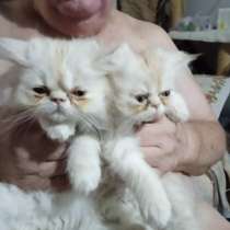 Продаются персидские котята, в г.Беэр-Шева