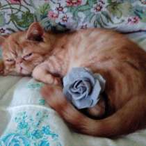 Барсик, в Нижнем Новгороде