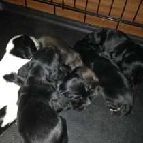 Спаниель для охоты, в Калаче-на-дону