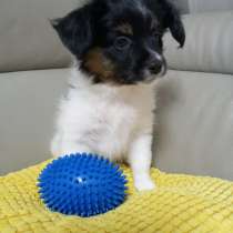 Щенок Папийон, в г.Нетания