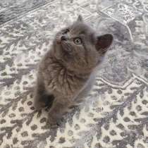 Британские короткошёрстные, в г.Даугавпилс