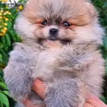 Померанский шпиц, в г.Берлин